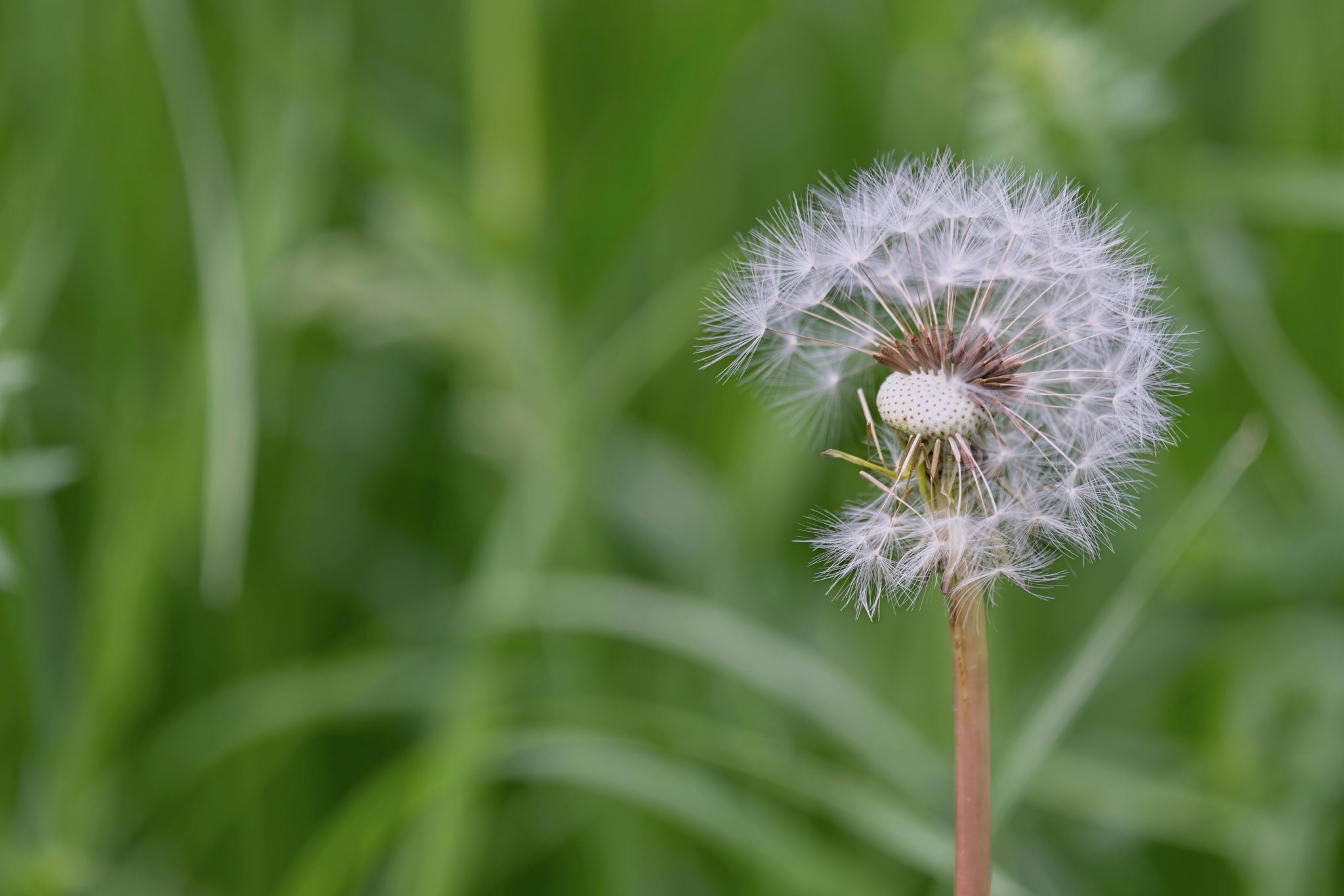 White Dandelion Flower