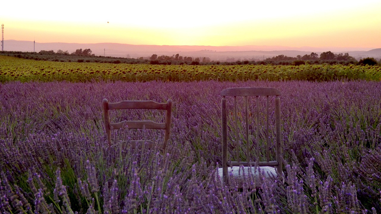 lavender, nature, field, sunset, chairs