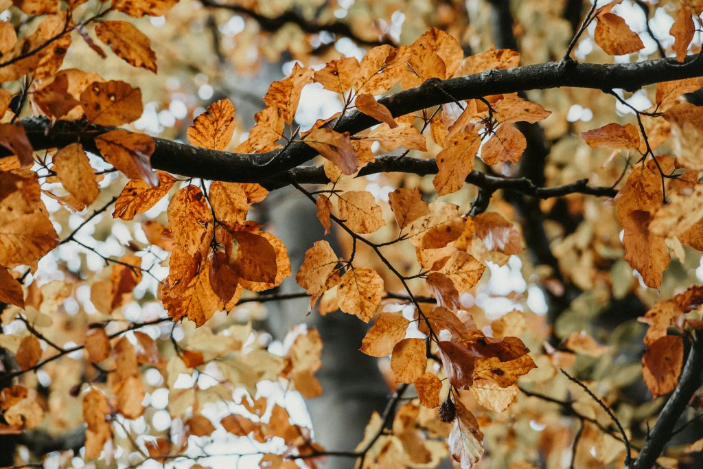 Close-up of orange autumn leaves on tree branches in a peaceful forest.